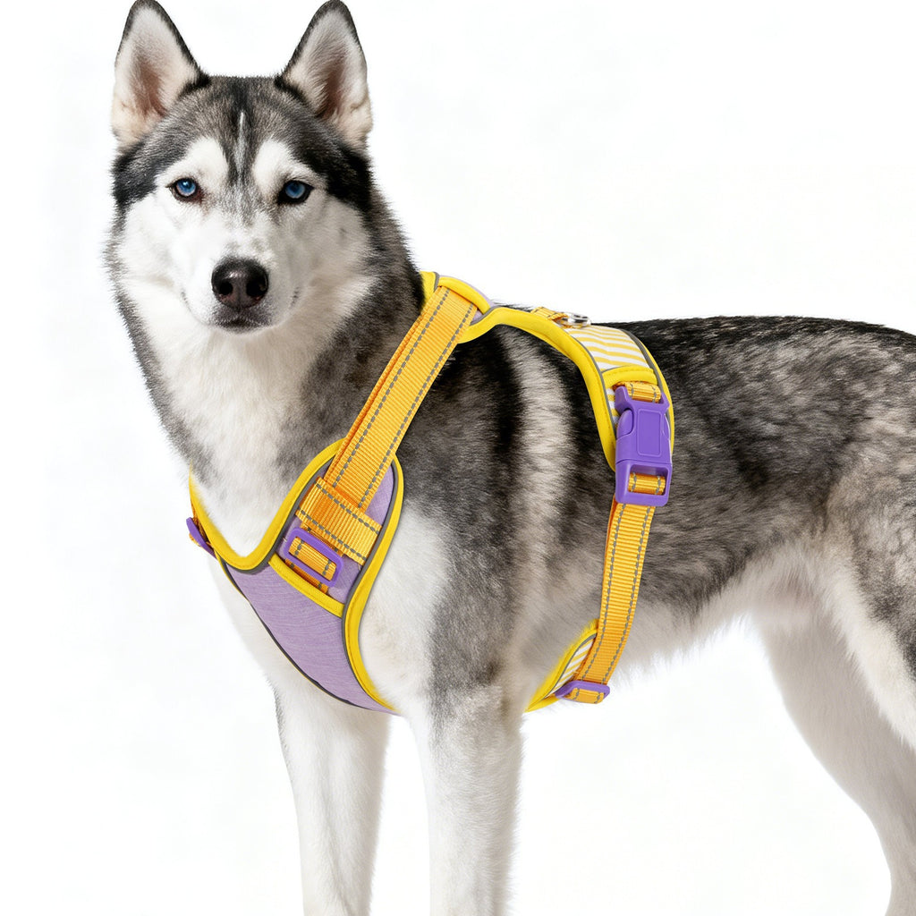 Adjustable Striped Dog Harness with Leash
